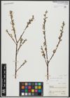 Foto von Salix alba subsp. alba L.